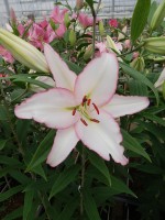 [5245 Millesimo No02.JPG]